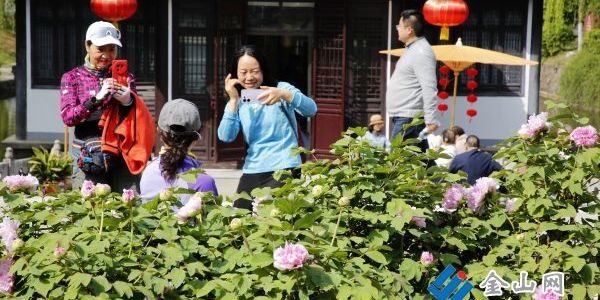 百年牡丹盛放引客來