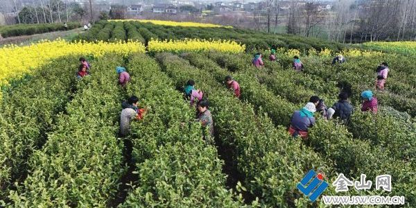 茶樹吐綠千層翠 巧手翻飛采茶忙