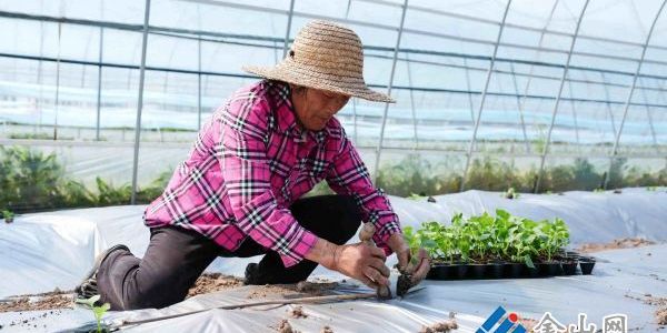 搶抓農(nóng)時(shí)育新苗 特色產(chǎn)業(yè)促振興