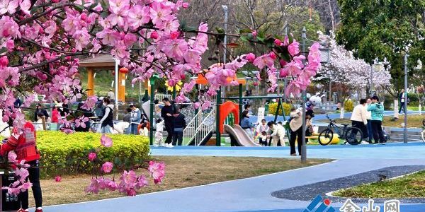 櫻花爛漫春意濃 童趣滿園樂融融