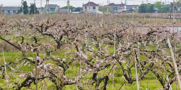 千畝桃花映春光