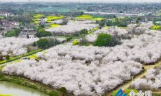 百畝櫻花開 鄉(xiāng)村入畫來