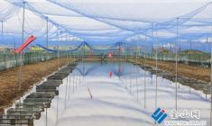 蝌蚪孵化培育工作開展