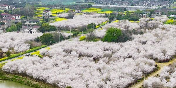 百畝櫻花開 鄉(xiāng)村入畫來(lái)