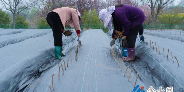 藤茶新苗扦插忙 特色產(chǎn)業(yè)促振興