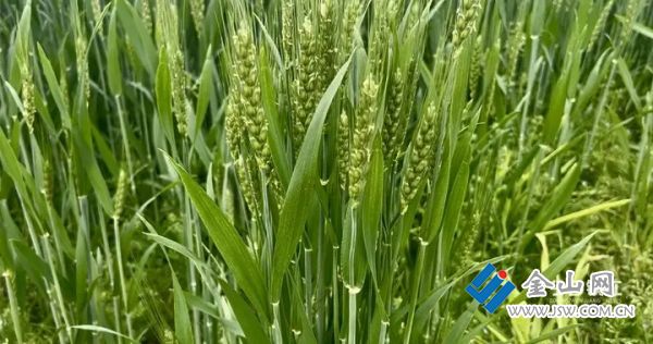 016e7ee5452b9eb9c5e9e9b24fc1e905e3.jpg@UnF6YJ7xaMDbVjU3exw9GDqkgDq4rhX8X9670ncKaGo@rs_fill_720_0@g_sm@q_75@