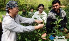 留學生感受茶文化魅力