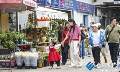 花鳥市場春花熱銷