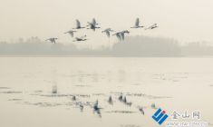 薄霧鎖江 候鳥飛渡