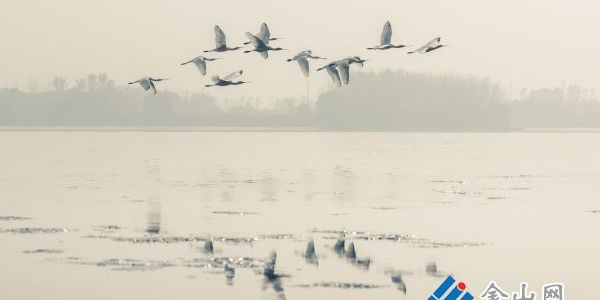 薄霧鎖江 候鳥飛渡