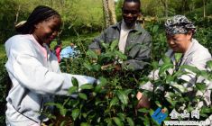 留學(xué)生感受茶文化魅力