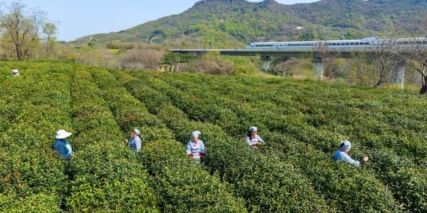 大路镇：一片叶串一“旅”香 茶旅融合绘新景