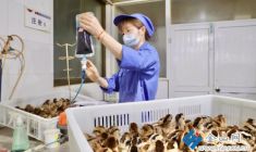  科技賦能雛雞養(yǎng)殖