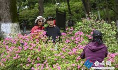 南山杜鵑引客來