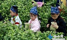 萌娃上春山 采茶樂翻天