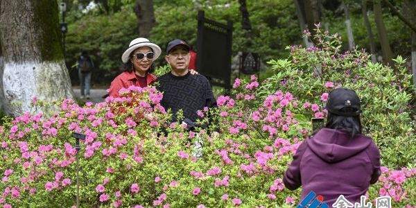 南山杜鵑引客來(lái)