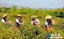 茶山采風(fēng)入畫來