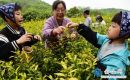 萌娃樂享茶文化