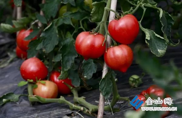 012479f385d03d566a173dc9baace50bd6.jpg@1B9VV9MX7hp6y80RcK78R5fOydcdlv8p3-P9yhTPm7g@rs_fill_720_0@g_sm@q_75@