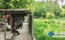 白娘子公園黃花鳶尾盛開