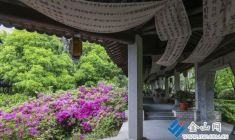 杜鵑醉游人 賞花正當(dāng)時(shí)