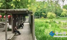 白娘子公園黃花鳶尾盛開(kāi)