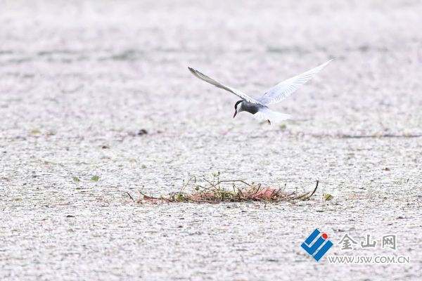 灰翅浮鷗 解兵 攝