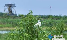綠電守護(hù)生物多樣 科技護(hù)航生態(tài)長(zhǎng)江