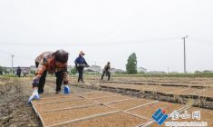 搶抓雨前農(nóng)時(shí) 有序推進(jìn)夏收夏種