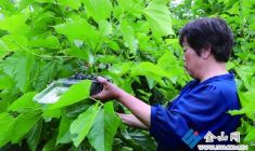 桑葚迎來(lái)盛產(chǎn)期