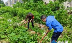 清理私種蔬菜 共建整潔家園