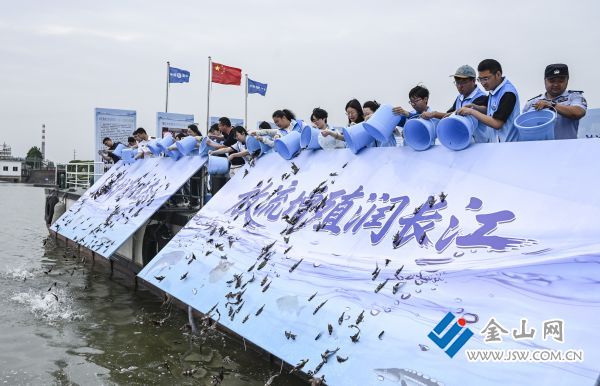 魚苗順著放流板躍入江中。