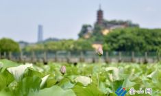 金山湖夏荷初綻