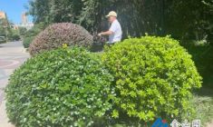 绿化精细养护 夏季扮靓环境